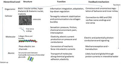 The Vegetative Receptor-Vascular Reflex (VRVR) – A New Key to Regeneration